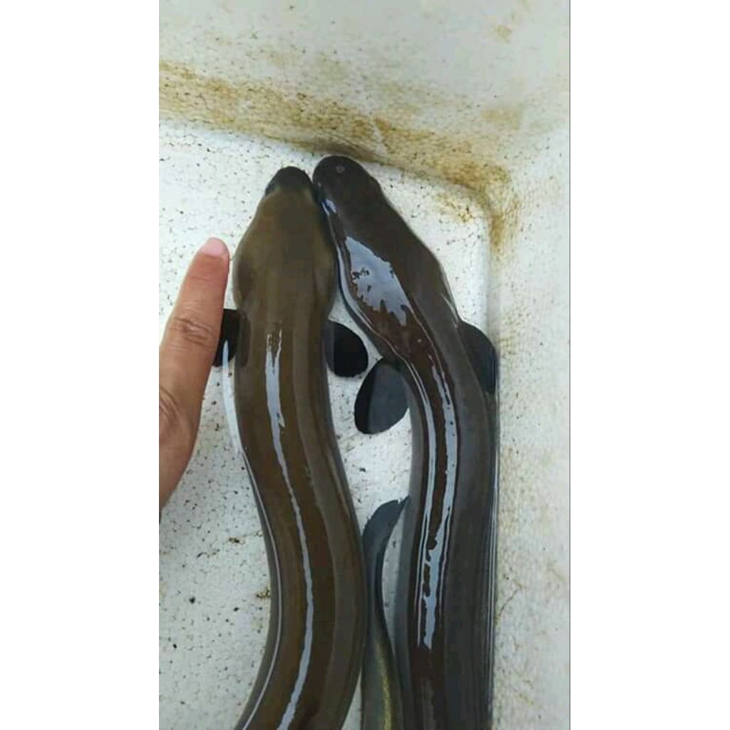 Ikan Sidat Jumbo Bobot +-1kg Satu Ekor Jenis Polos Atau Bicolor Sidat Besar Sidat Monster