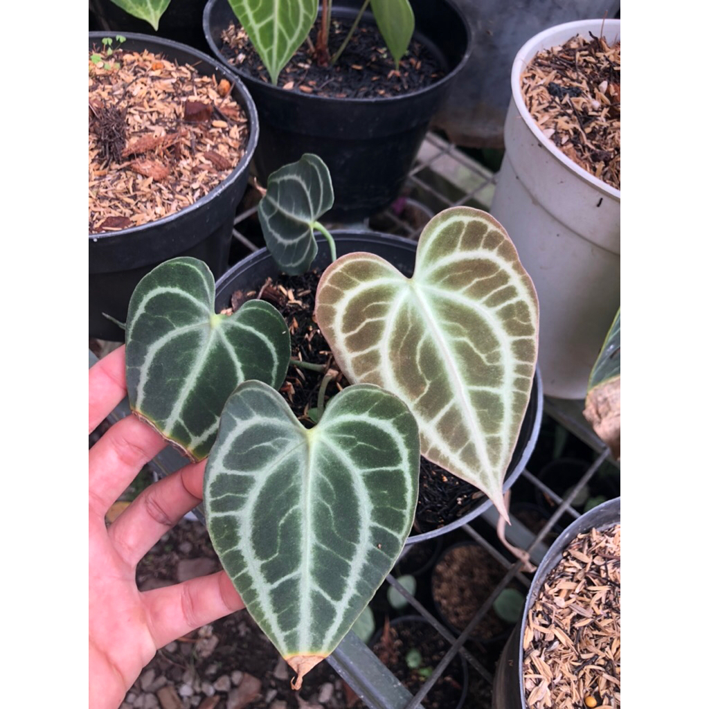 Tanaman Hias Antharium King Clarinervium / Kuping Gajah King Clarinervium / Kuping Gajah Tarantula K