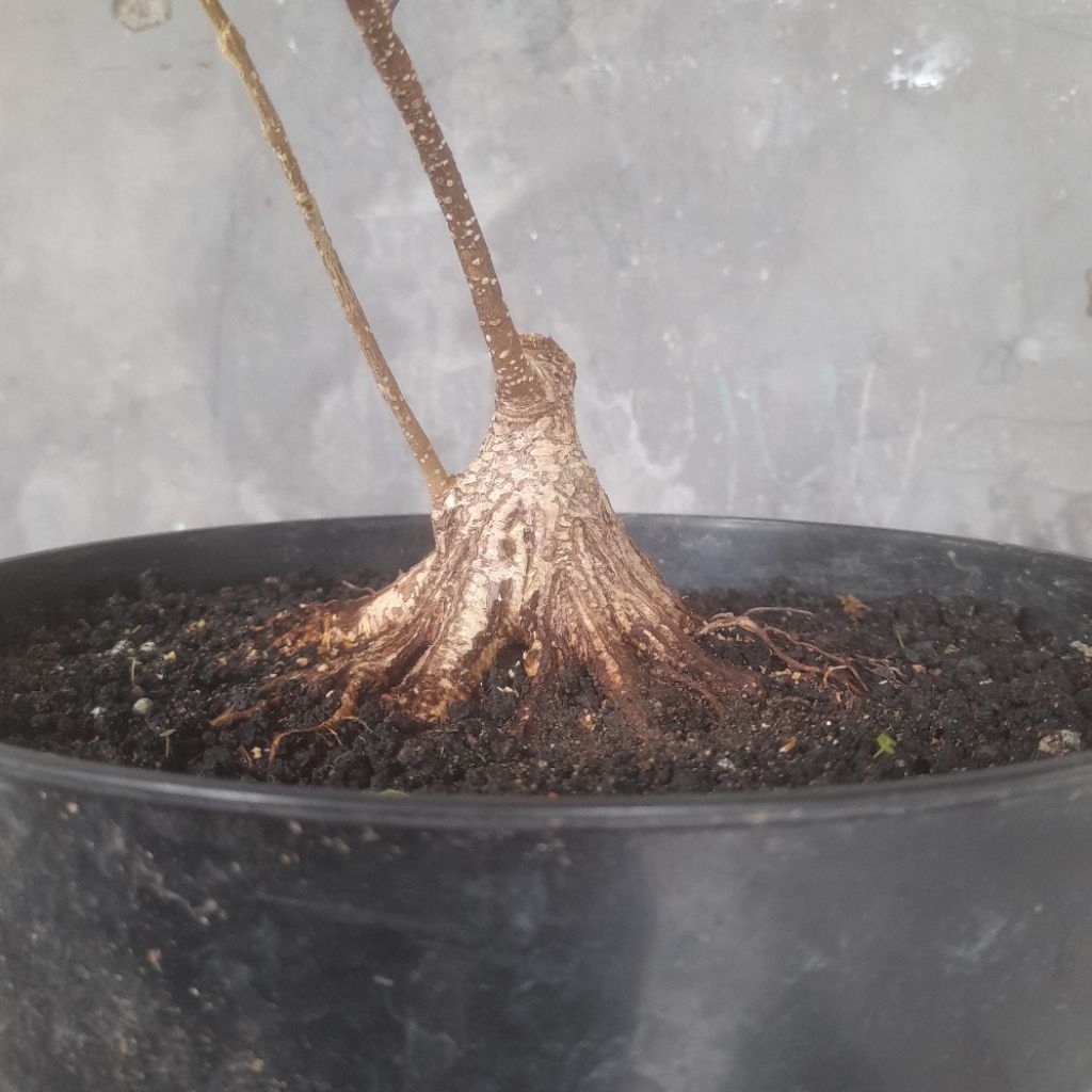 Bahan Bonsai Kimeng / Ficus Microcarpa Program Pecah Batang ( Real Pict )