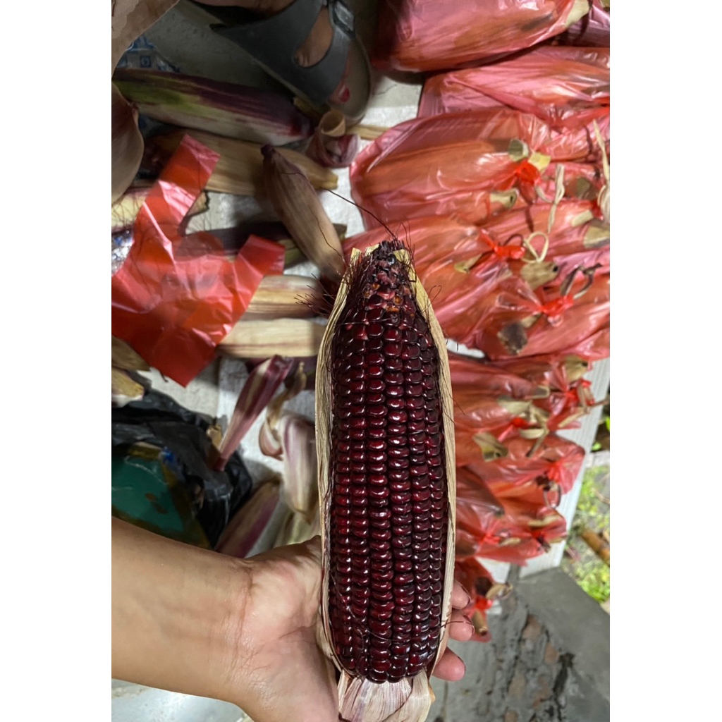 jagung ketan ungu/jagung ungu