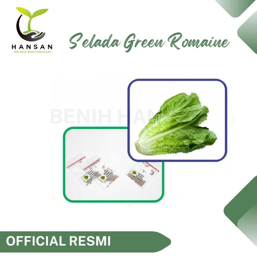 100 Benih Selada Green Romaine Bibit Sayuran Selada Lettuce Romaine