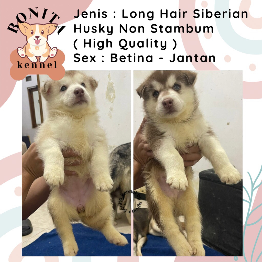Siberian Husky Long Hair Non Stambum Grey Copper Anak Anjing Husky Jantan Betina