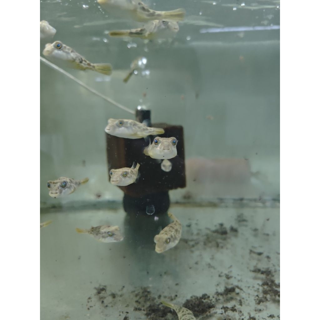 Fahaka Puffer Buntal Air Tawar