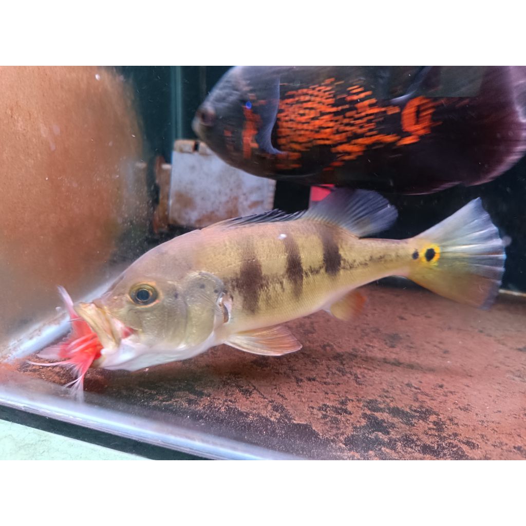 ikan hias pbas mono (Peacock bass) 20cm++
