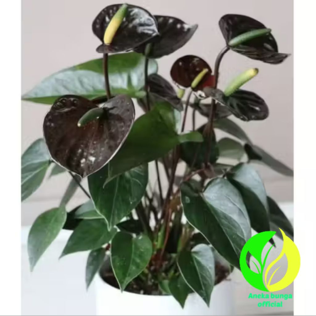 POHON BUNGA ANTURIUM MICKY MOUSE BLACK / TANAMAN HIAS MICKEY MOUSE BUNGA HITAM - ANTHURIUM MICKEY MO