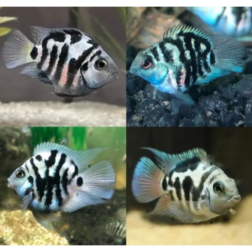 Hiasan Aquarium Blue Polar Parrot Cich Size M Hiasan Akuarium |Ikan Hias Bozz Louhan Pekanbaru|