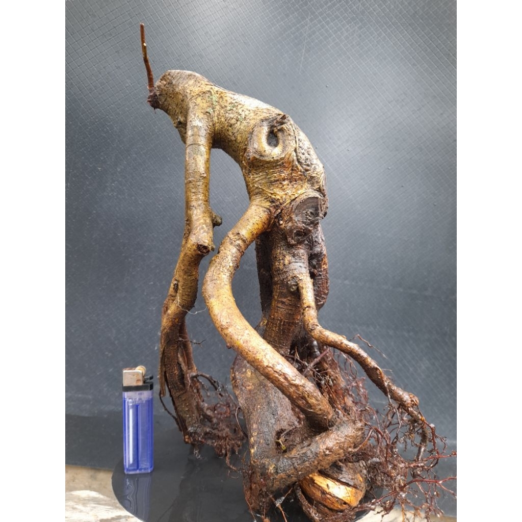 Bahan Bonsai Beringin Jawa/Benjamina Gaya Formal Akar Melingkar Natural Size Medium Real Pict