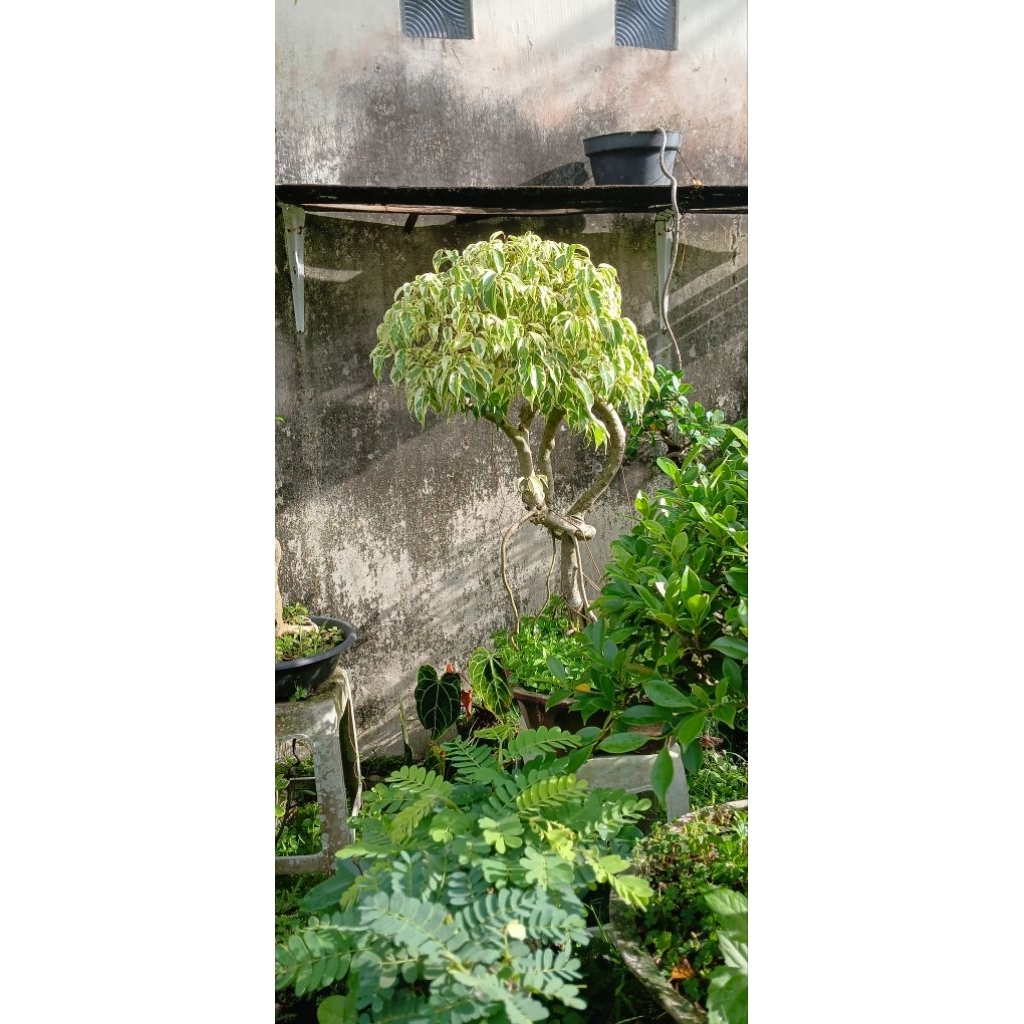 bonsai beringin varigata beringin putih