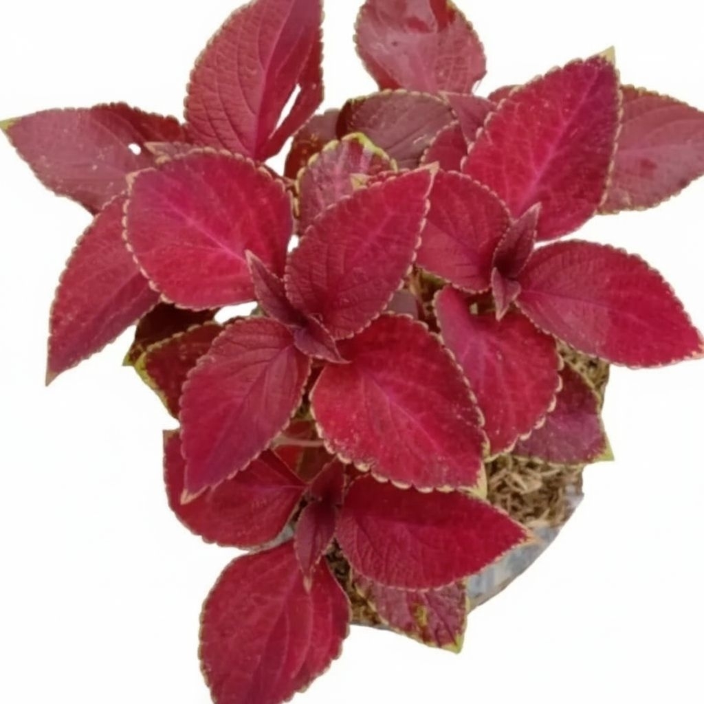 Tanaman Hias Miana Merah - Tanaman Miana Jawer Kotok Merah Daun Rimbun Sudah Berakar Kualitas Terbai