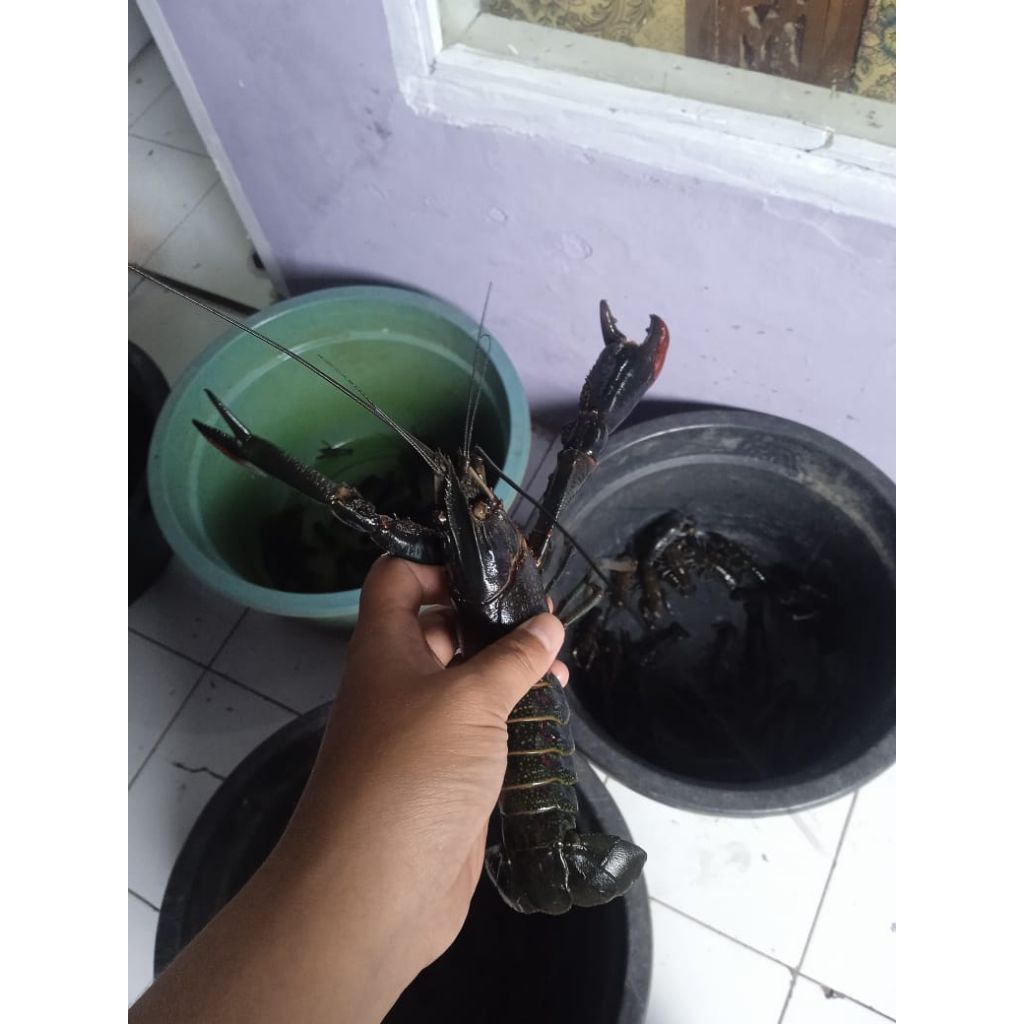 bibit benih lobster air tawar super