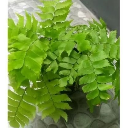 Tanaman Hias Suplir daun Besar Sudah Rimbun / Tanaman Hias Suplir kriwil / Tanaman Hias Suplir Daun 