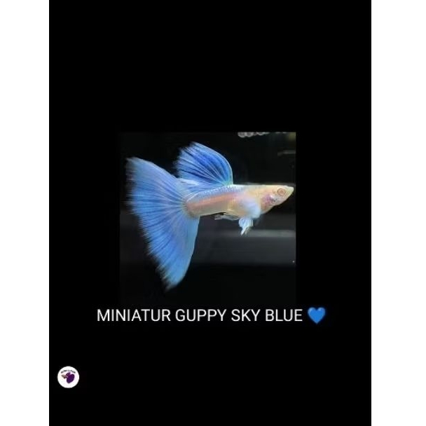 GUPPY SKY BLUE (miniatur guppy sky blue)