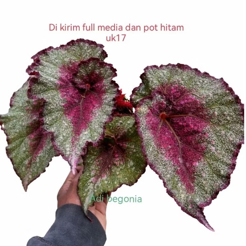 BEGONIA tanaman hias begonia keong marun di kirim full media dan pot hitam uk17