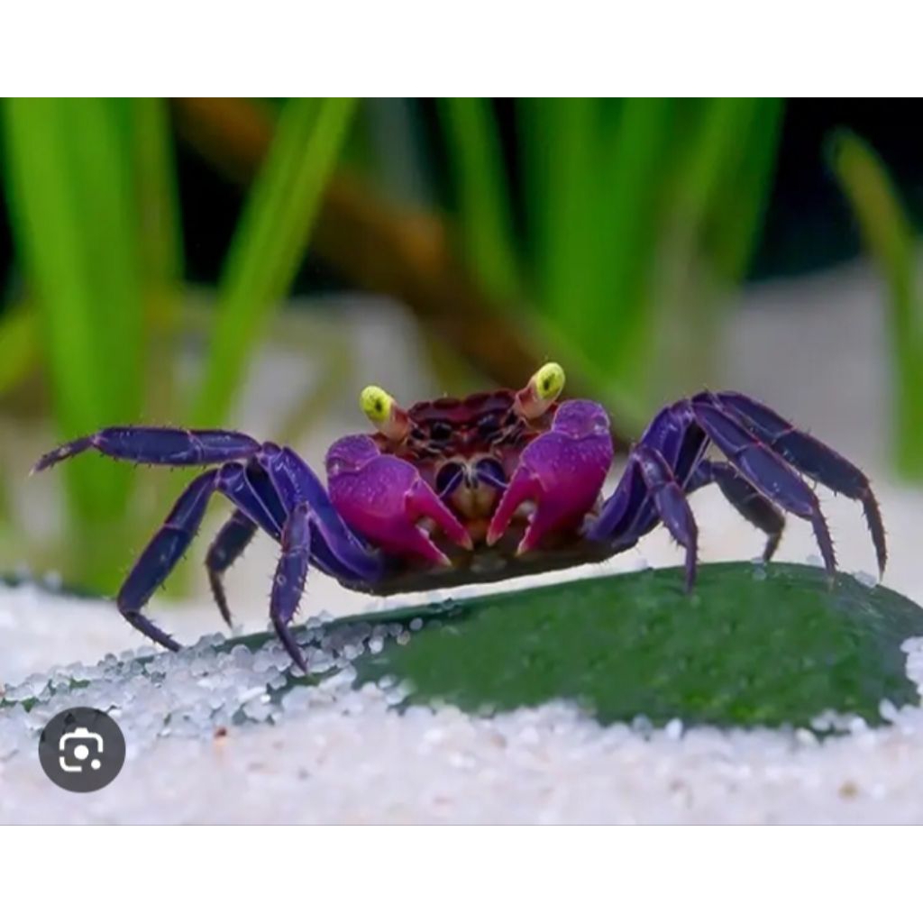 hiasan aquarium kepiting vampir crab aquascape