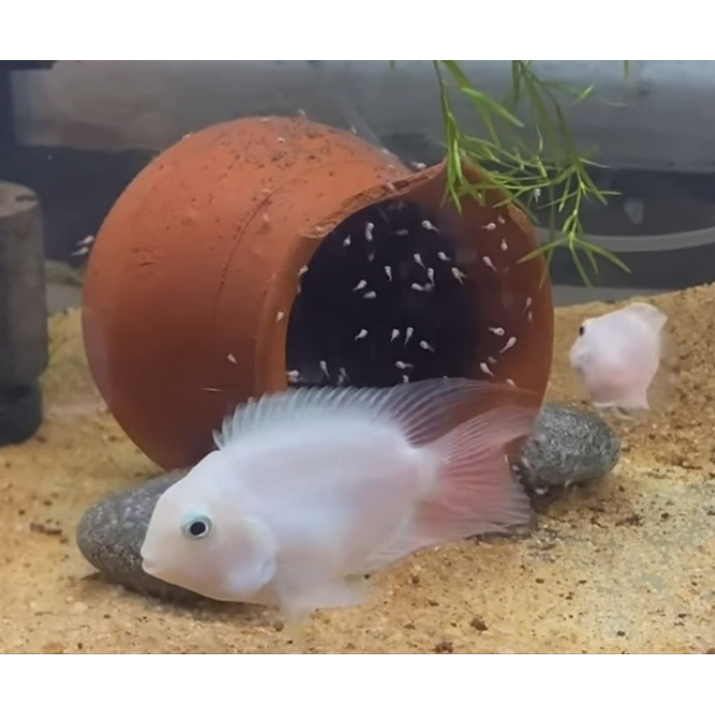 Sepasang Indukan Platinum Pollar Parrot