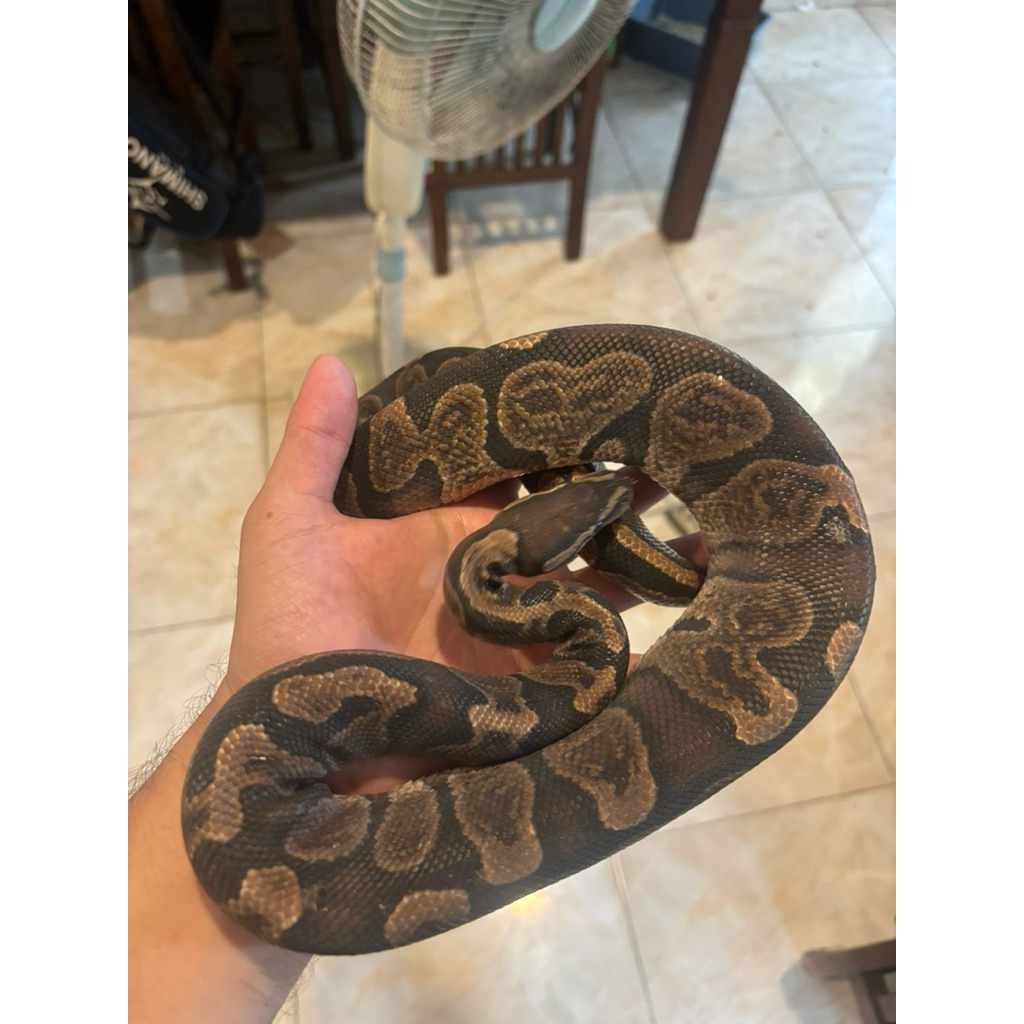 BALL PYTHON GHI MALE