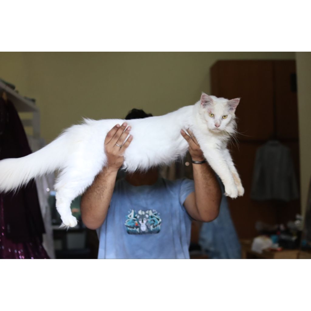 kucing Maine Coon pure parent ped betina cantik