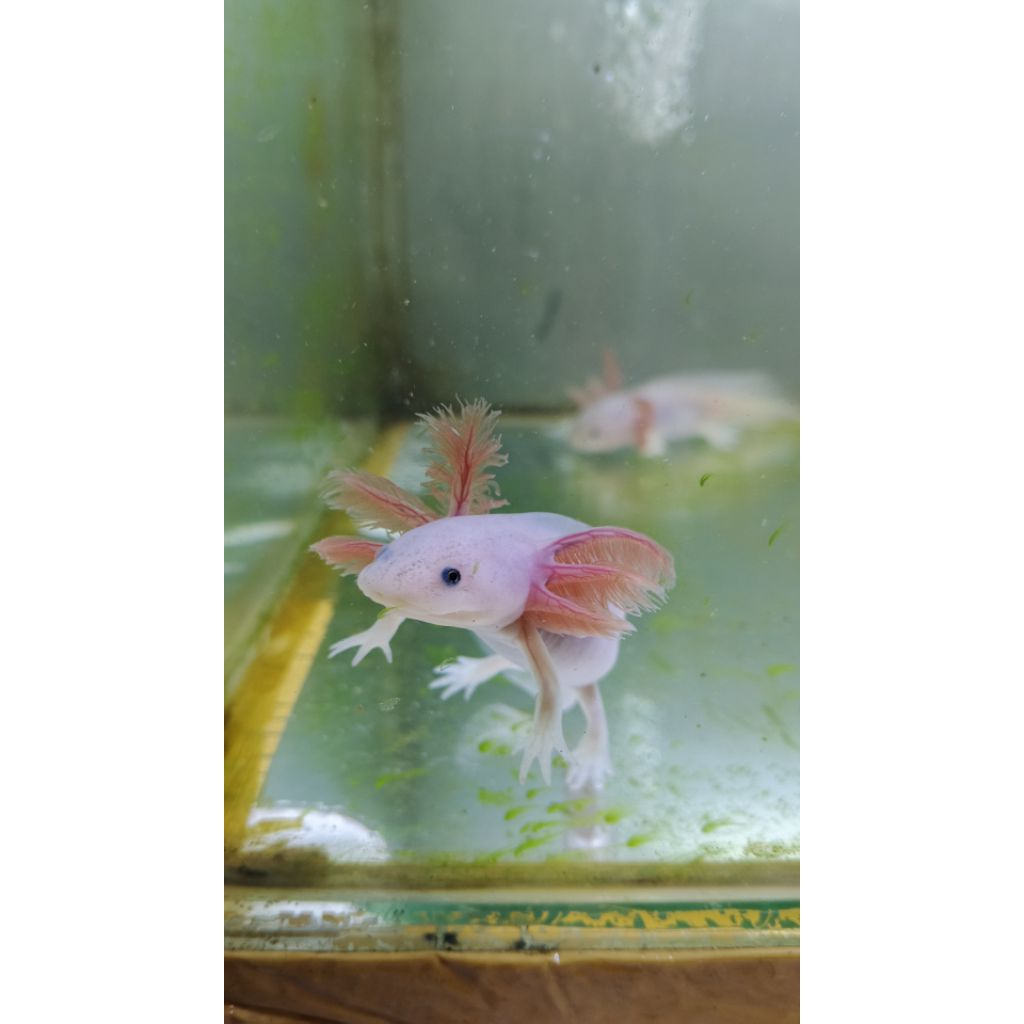 dekorasi aquarium axolot Leuci mata hitam