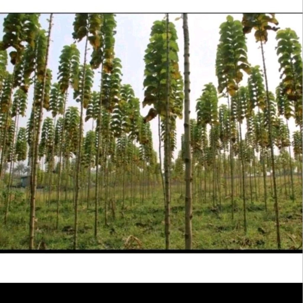 Biji pohon jati emas hybrid