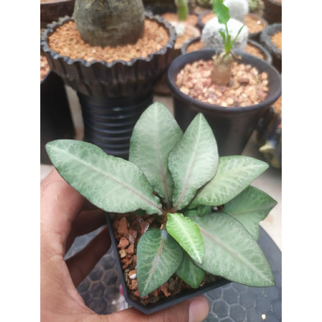 Euphorbia Francoisii seedling