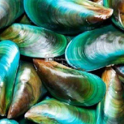 Kerang Hijau 1Kg / Kerang Hijau Segar / Kerang Ijo Segar / Kerang Ijo 1Kg