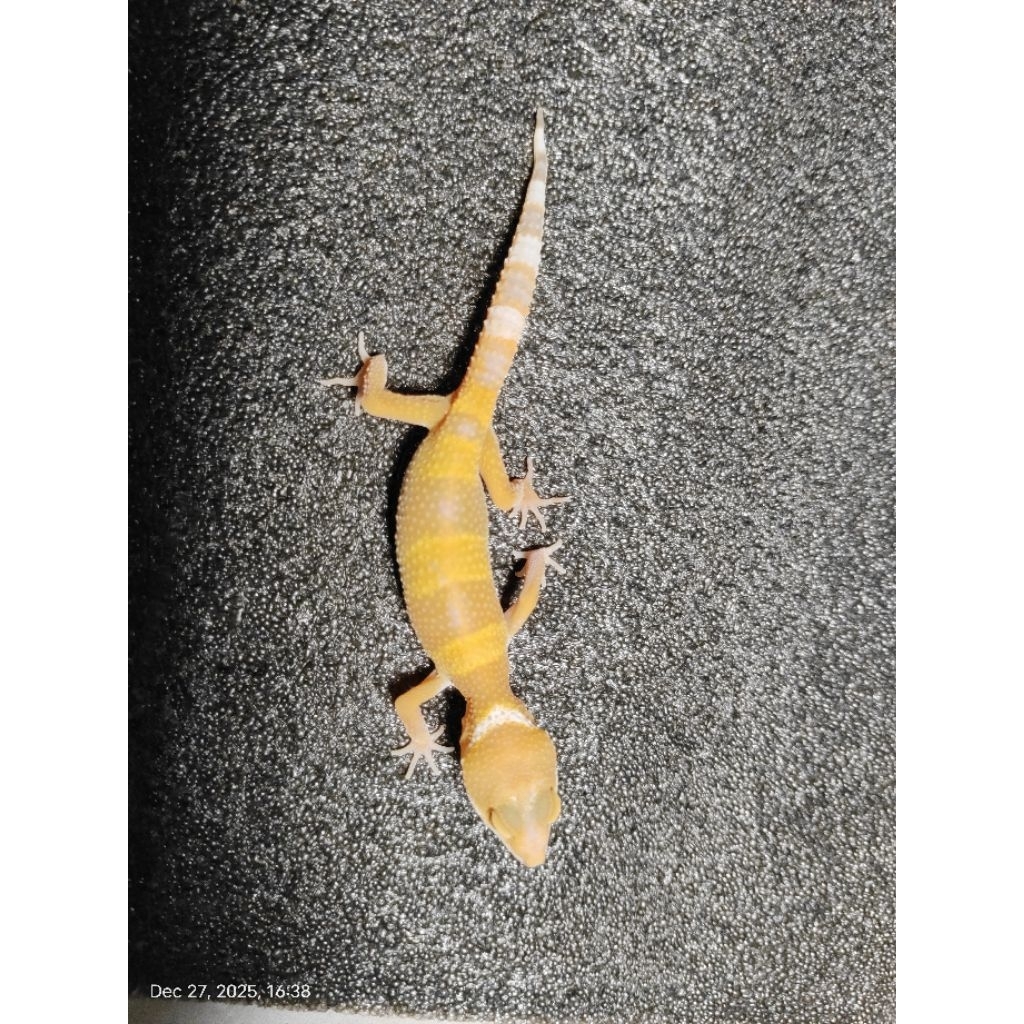 Leopard Gecko Sunglow Remaja