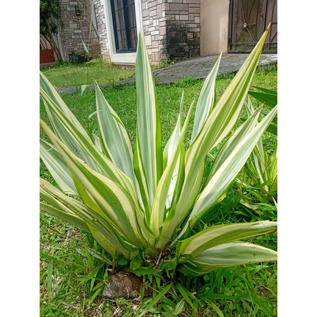 tanaman hias agave kuning