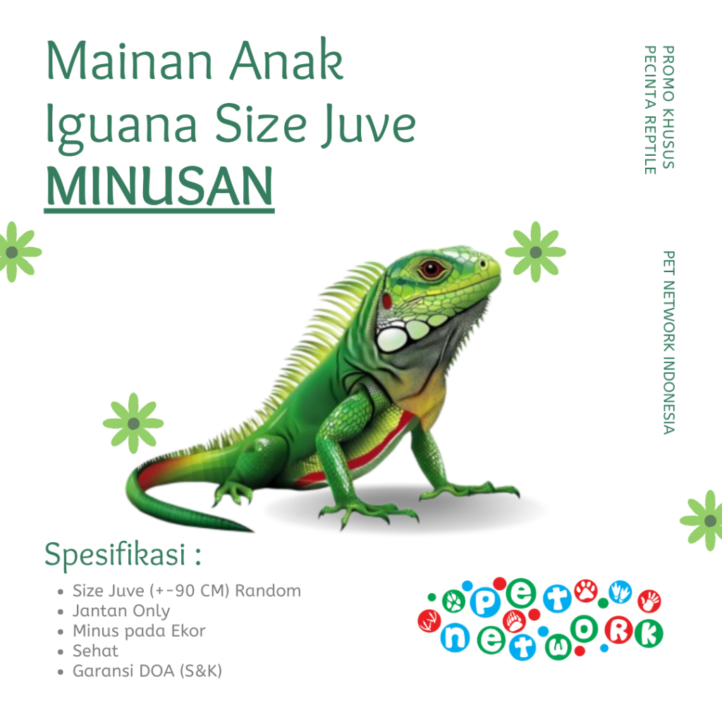 Mainan Anak Iguana Jantan Size Juve MINUS Premium Quality