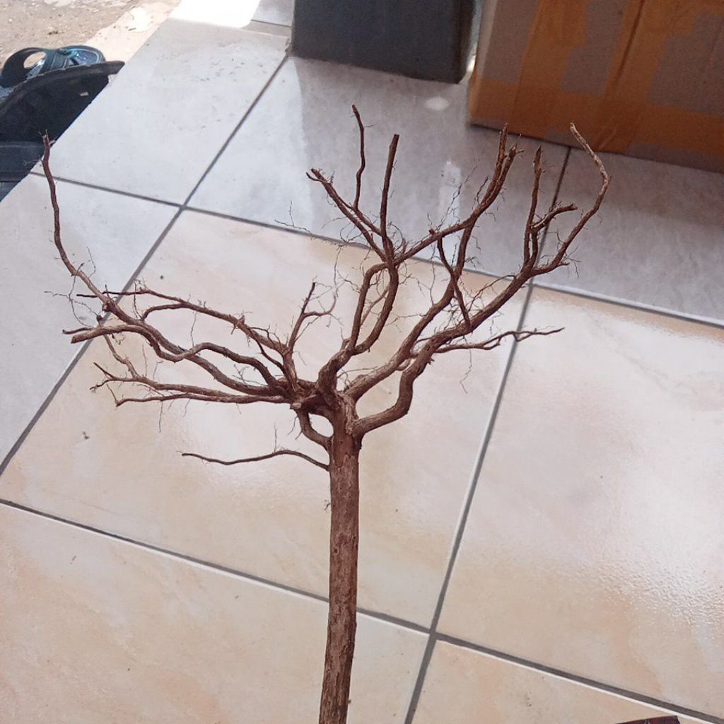 akar senggani per 5 batang ukuran besar