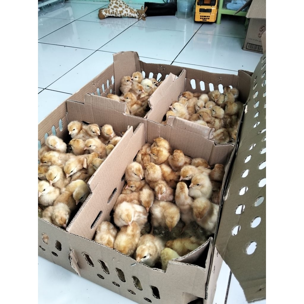 Ayam Petelur Ayam Telur - DOC Telur - DOC Petelur Ayam Merah - Ayam Petelur Merah Betina