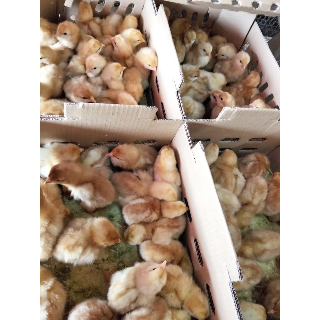 [Promo] Pesan 10 Free 1 | Ayam Petelur - DOC Petelur Ayam Merah - Ayam Petelur Merah Betina - DOC Pe