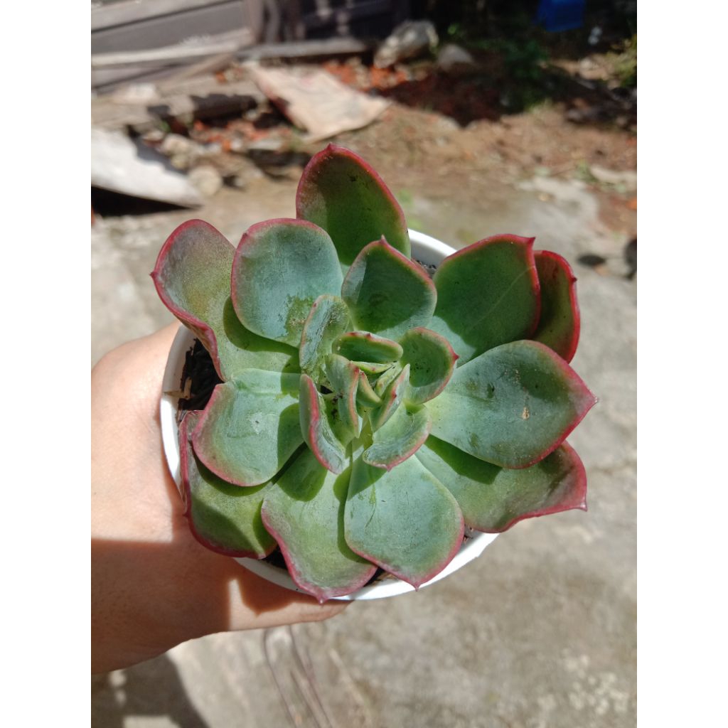 LEMON ECHEVERIA SUKULEN .