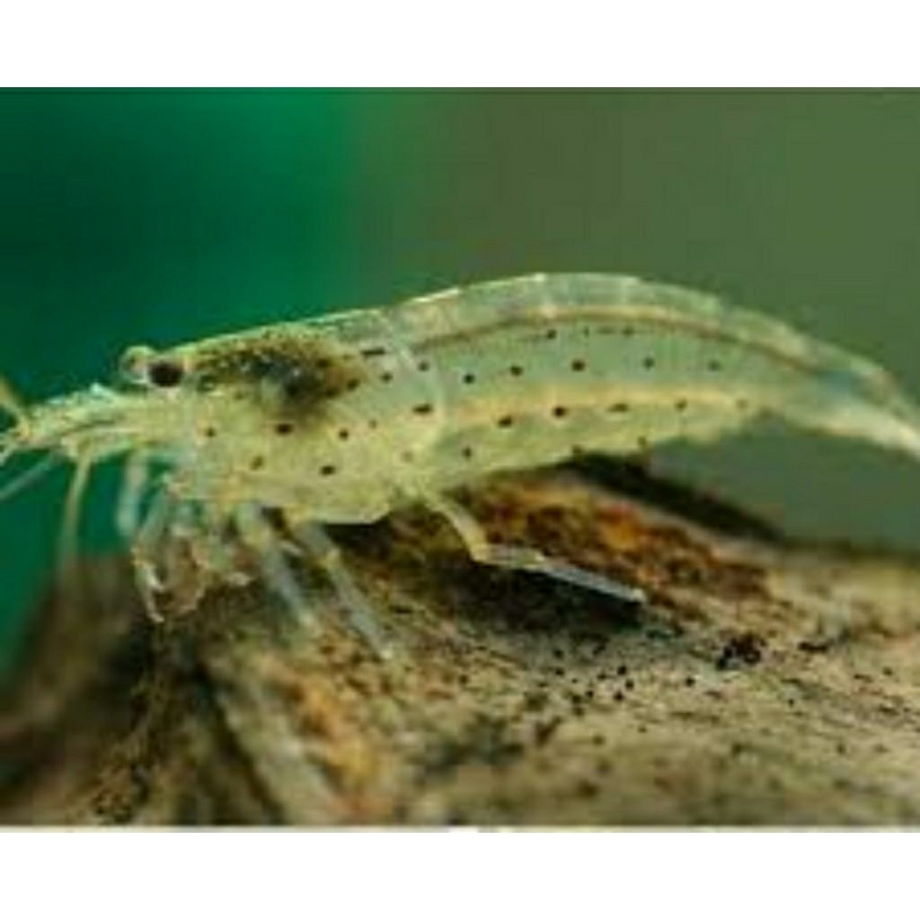 hiasan aquarium Amano shrimp 100pcs aquascape