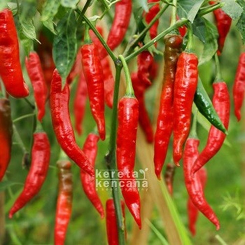 10 Benih Biji Cabe Besar TANJUNG II