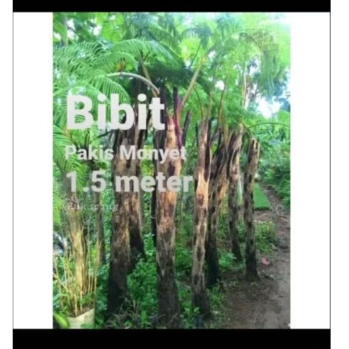 Tanaman pakis monyet 1 Meter tanaman pakis peneduh depan rumah