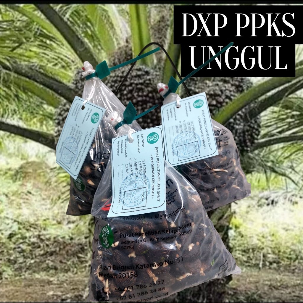 benih bibit kecambah sawit yangambi ppks berkualitas