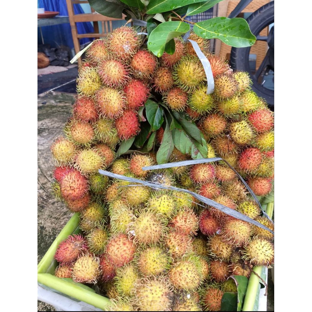 rambutan cipelat/rapiah
