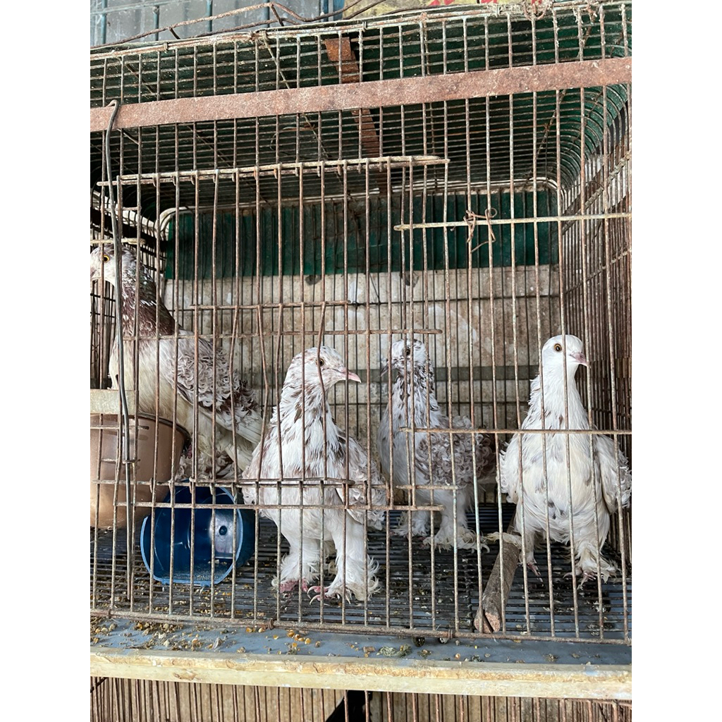 MERPATI FRILLBACK MERPATI HIAS BULU TERBALIK
