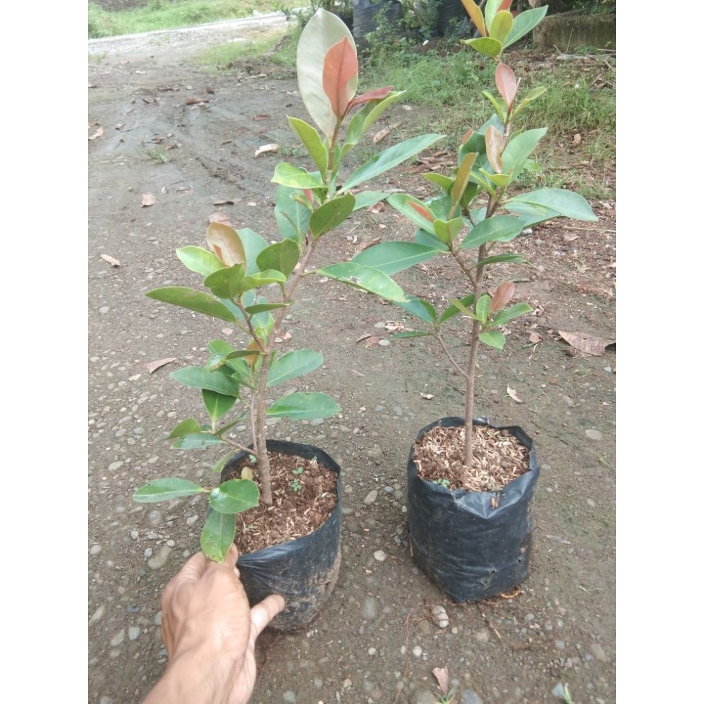 Bibit iprik Silver Pucuk Merah. subur berkualitas