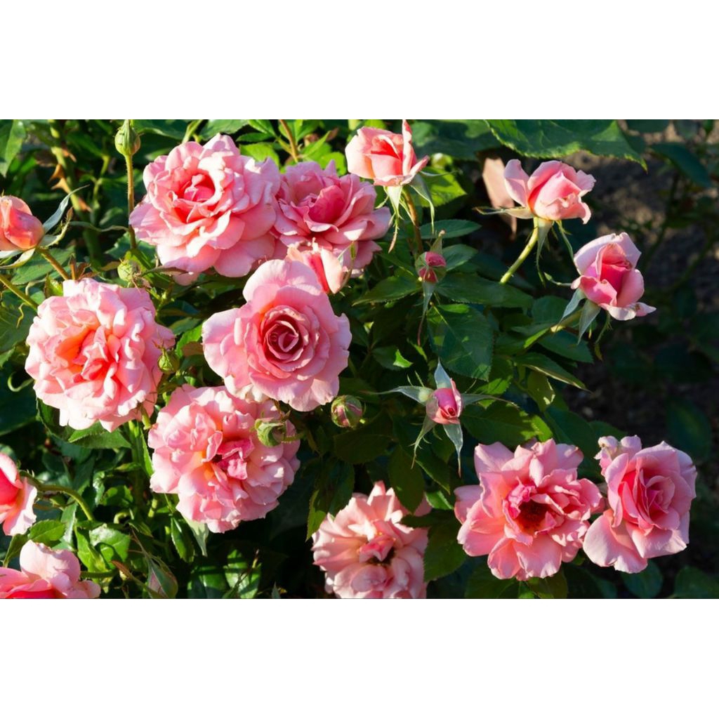 10 Stek batang bunga mawar pink belum berakar