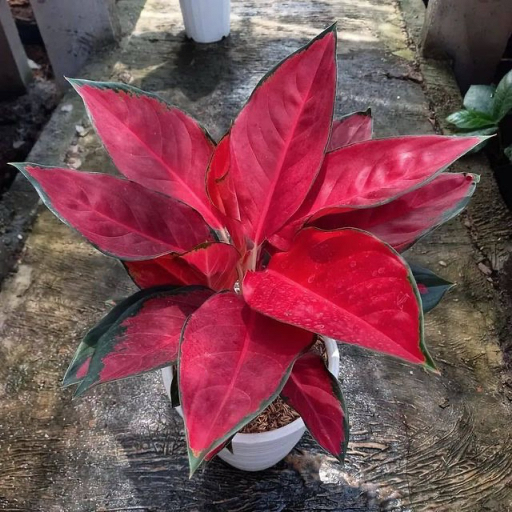 Tanaman hias aglonema Suksom jaipong red velvet