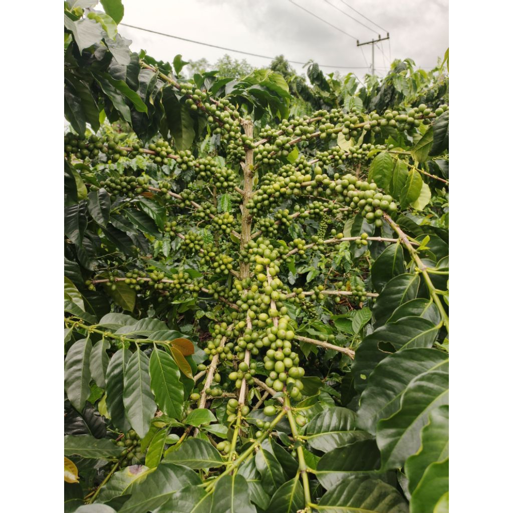 Benih Bibit Unggul Kopi Arabika Gayo Ateng Super Pucuk Merah & Pucuk Hijau 1Kg