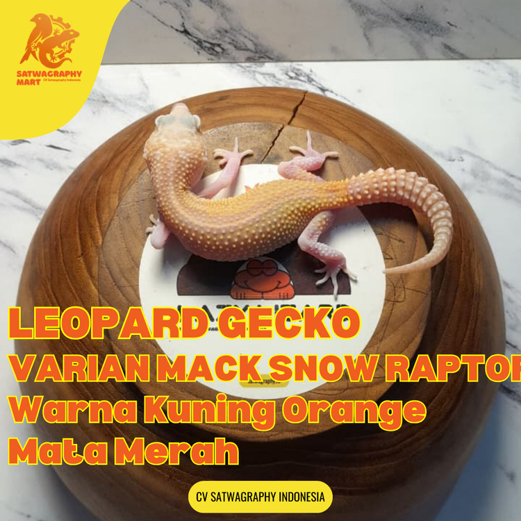 Mainan Anak GECKO Warna MSR Mack Snow Raptor