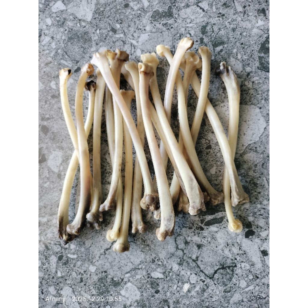 BAHAN ONCE TULANG KALONG