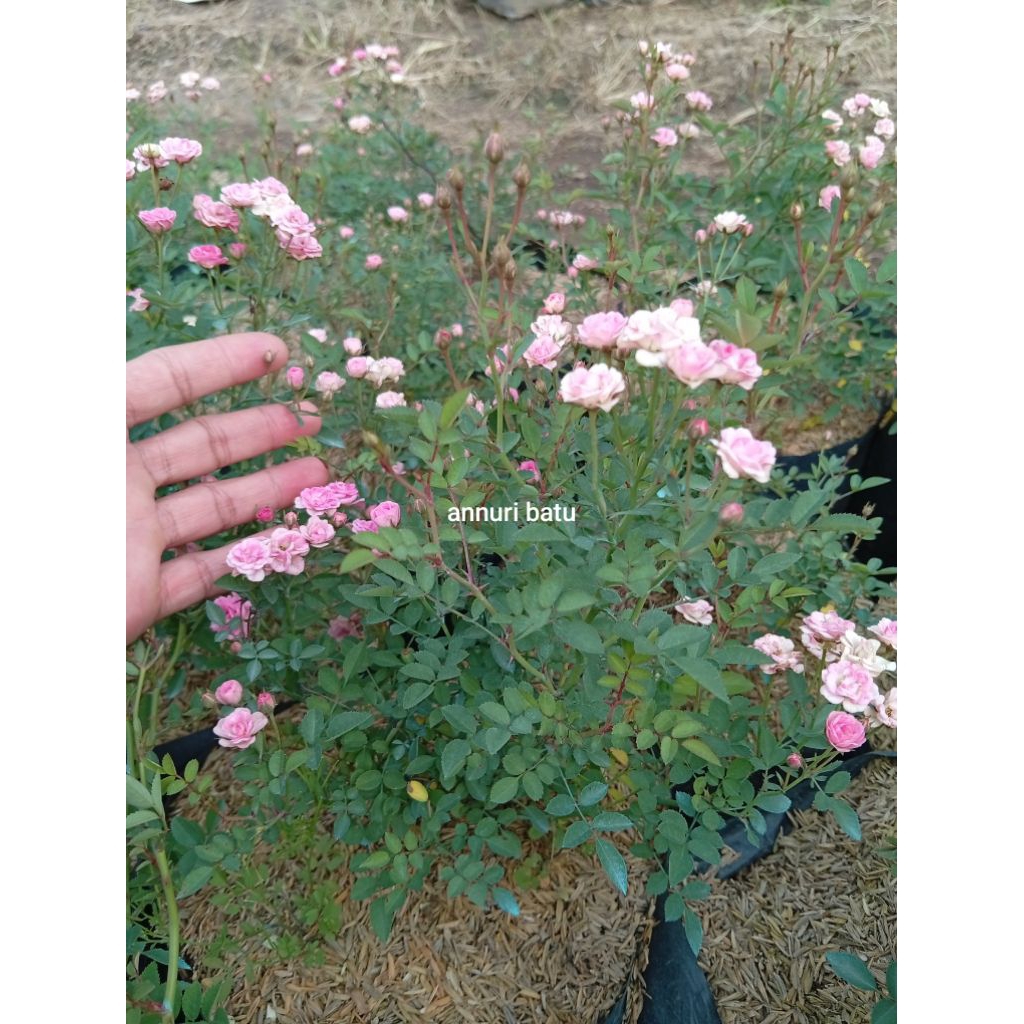 Mawar minion/babyrose dewasa