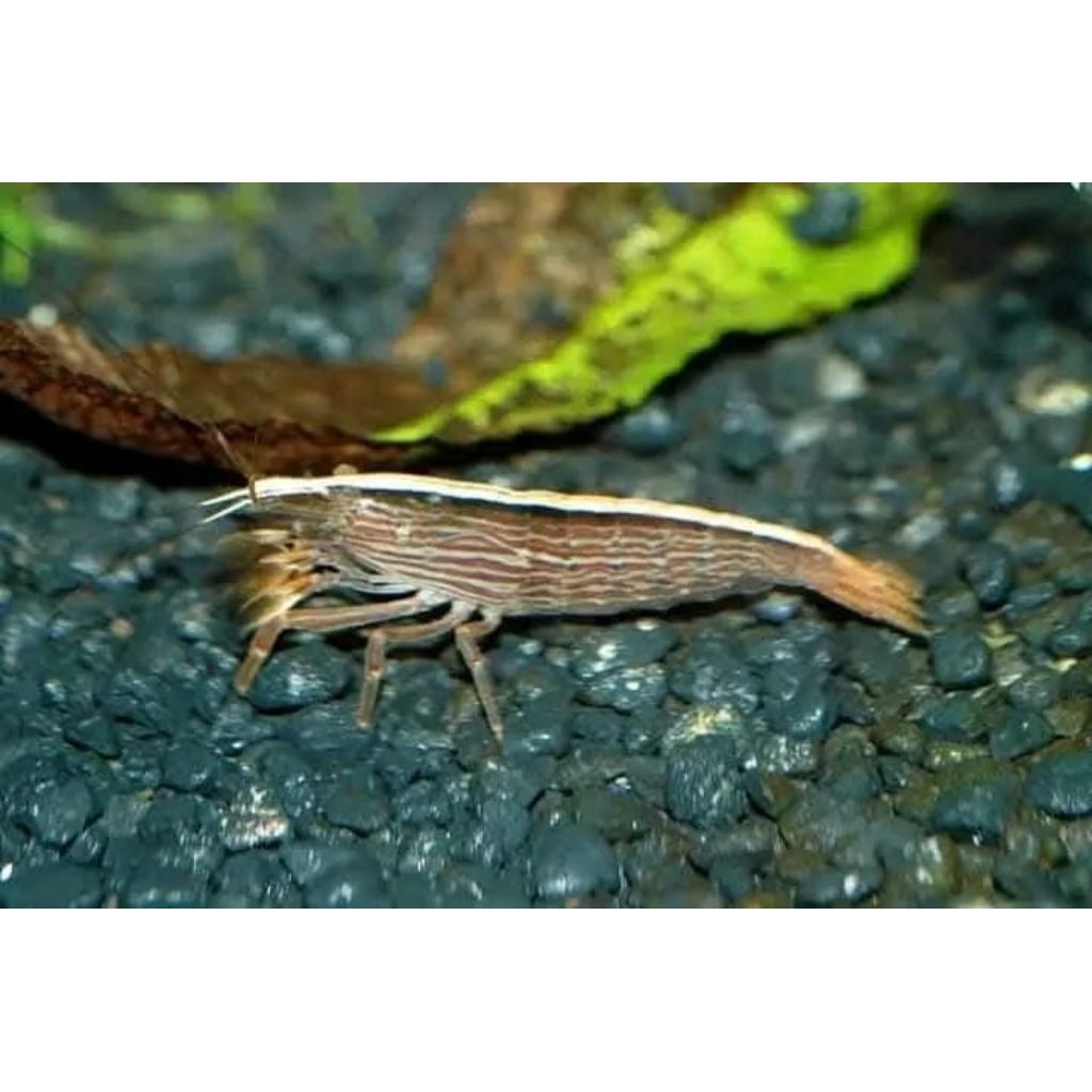 hiasan aquarium udang hias bambu/bamboo shrimp