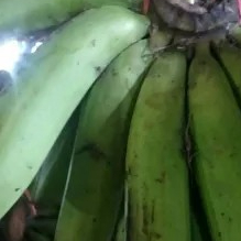 pisang ijo Ambon sedang