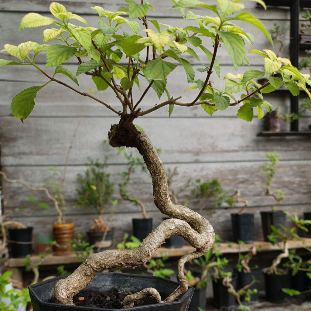 Bonsai Lantana