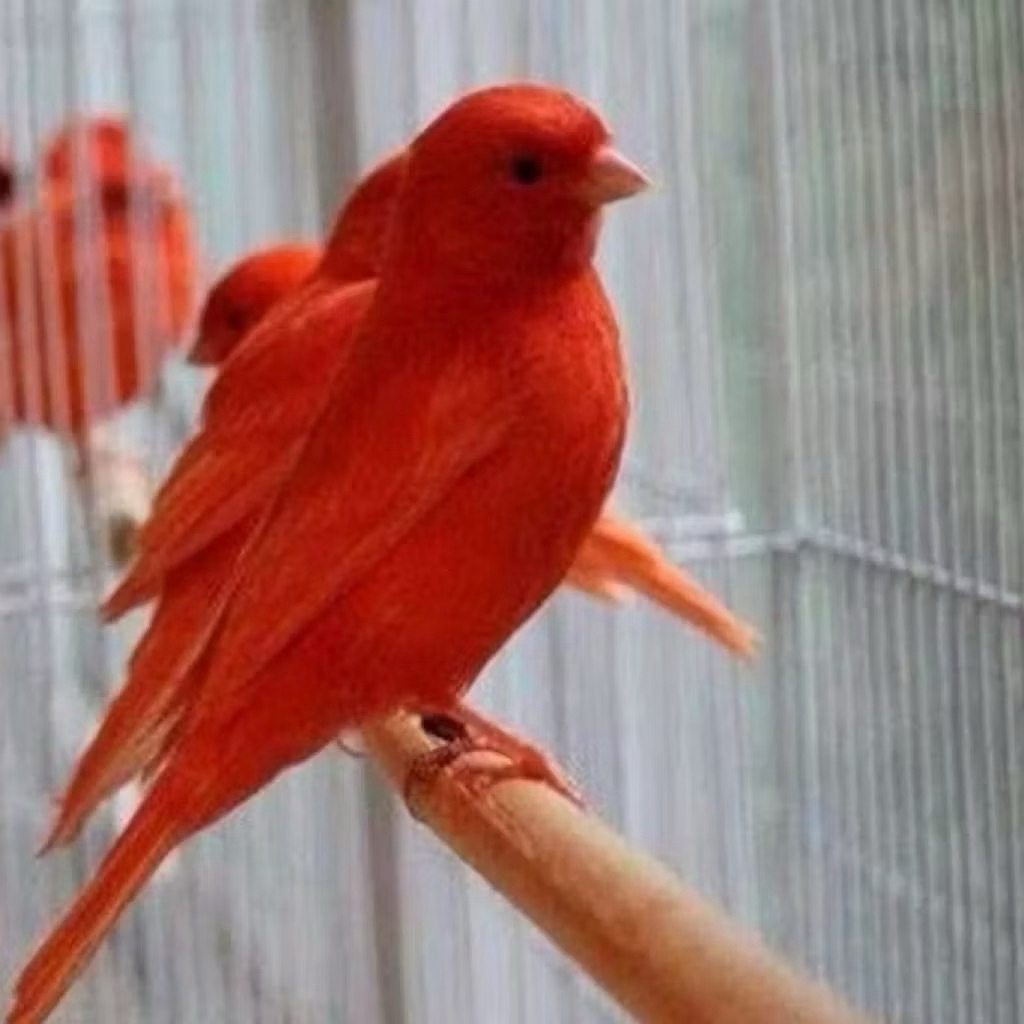 promo 2 telur kenari red intensive import fertil original