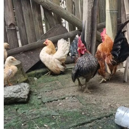 AYAM SERAMA BETINA DEWASA. luar magelang bisa chat ya ka